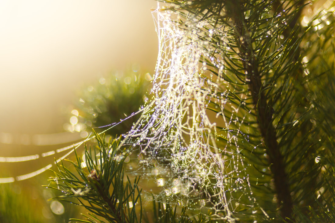 Folk Stories for Christmas